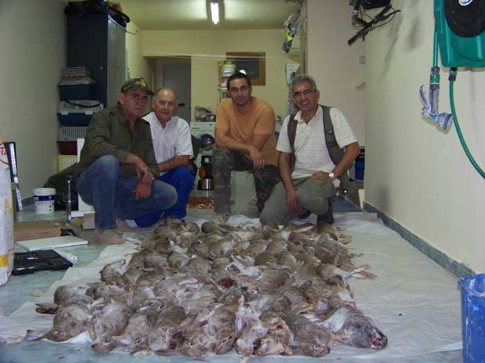 Caza del conejo con ur&oacute;n 72 unidades